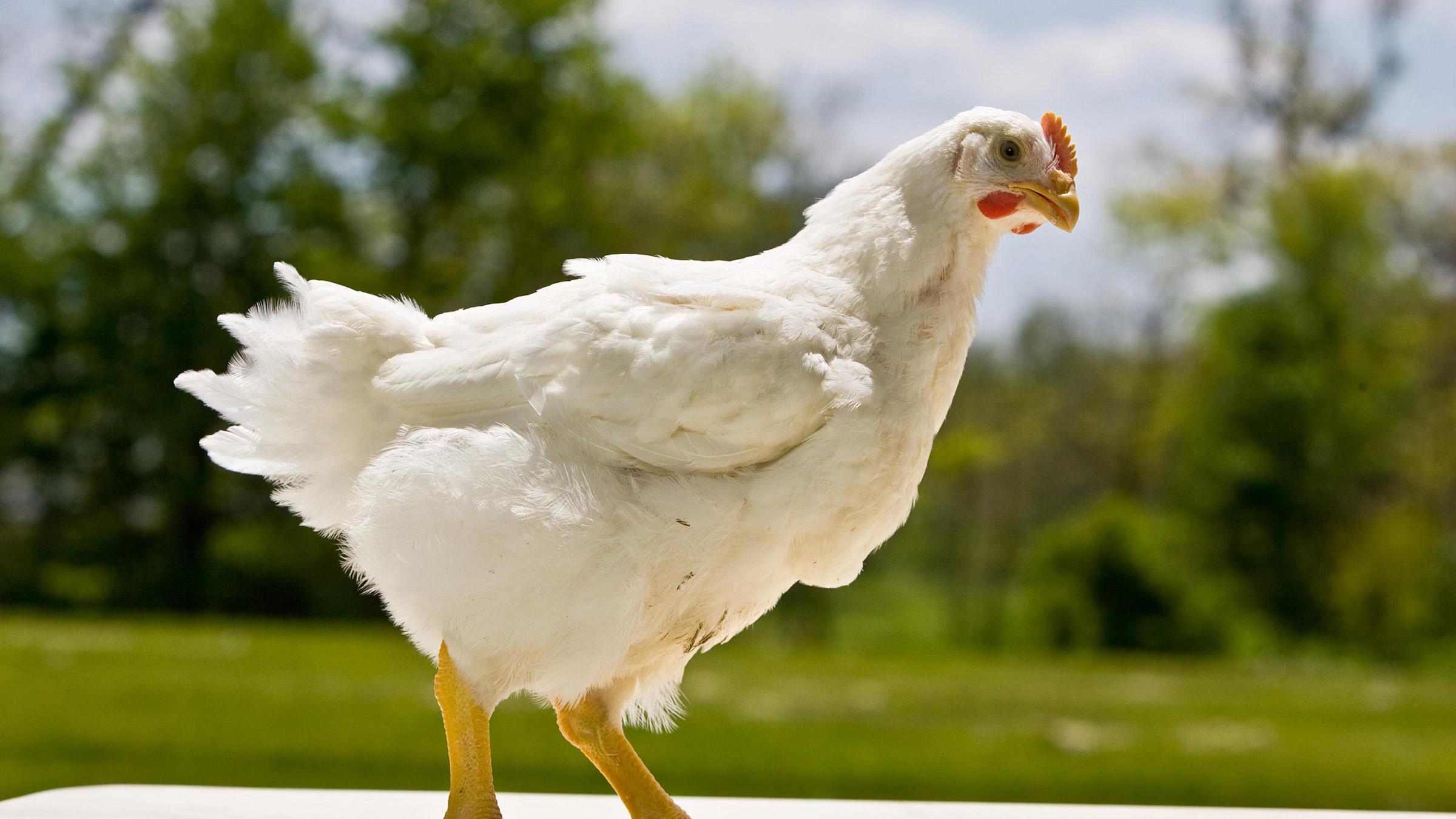 A white chicken stands outside