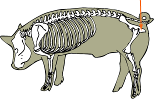 Ischium