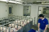 Breeding-Gestation Building