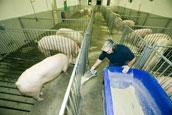 Breeding-Gestation Building