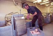 Farrowing Building