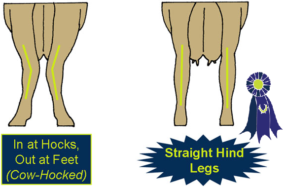 Illustration of hind legs
