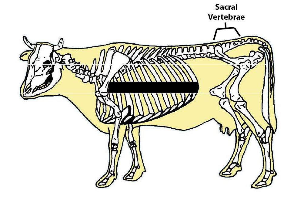 Sacral Vertebrae