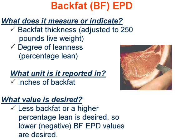 Backfat EPD