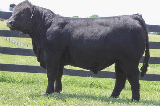 Limousin Bull