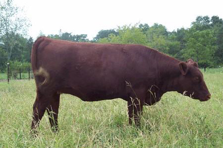 Red Poll Cow
