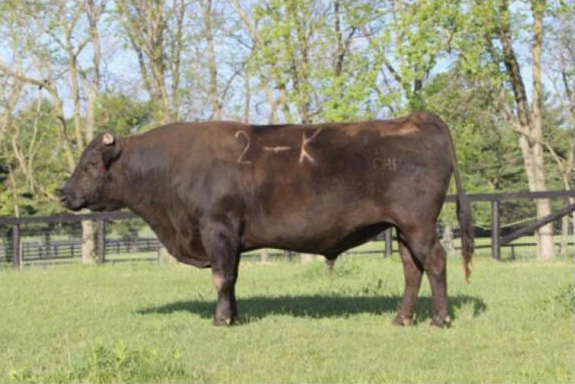 Wagyu Bull