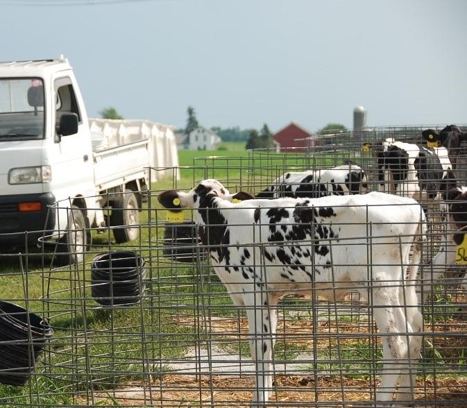Dairy Calves Need Water in Addition to their Milk and Starter Figure 2