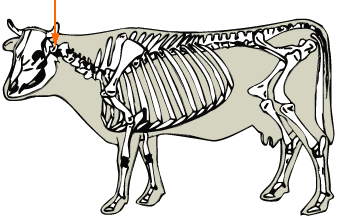 Atlas Joint diagram