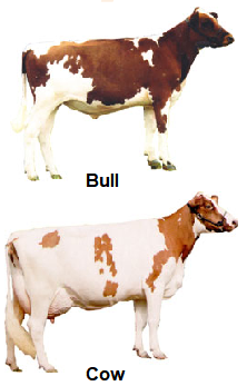 Ayrshire bull and cow