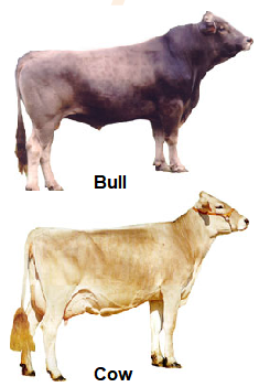 Brown Swiss bull and cow