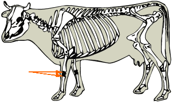Carpal Bones diagram