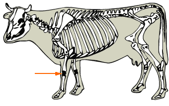 Carpal Joint diagram