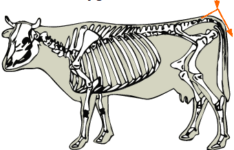 Coccygeal Vertebrae diagram