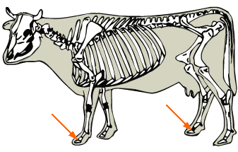 Coffin Joint diagram