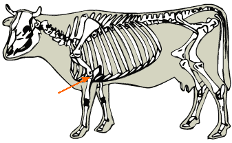Elbow Joint diagram