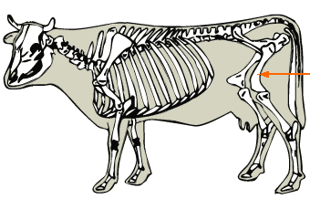 Femur diagram