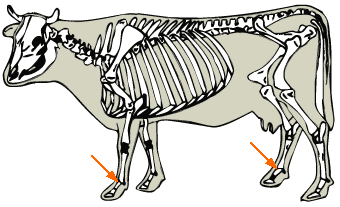 Fetlock Joint diagram