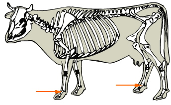 First Phalanx diagram