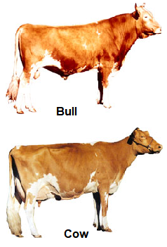 Guernsey bull and cow