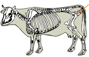 Hip Joint diagram