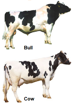 Holstein bull and cow