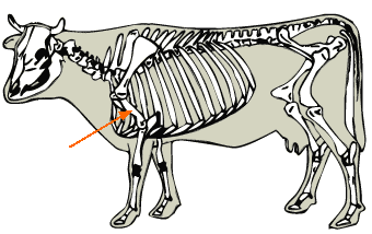Humerus diagram