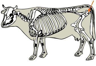 Ischium diagram