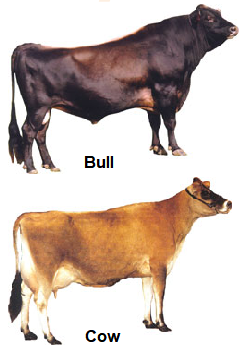 Jersey bull and cow