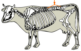 Lumbar Vertebrae diagram