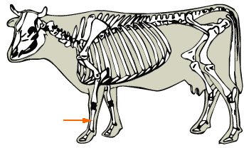 Metacarpals diagram