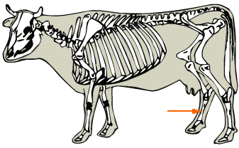Metatarsals diagram