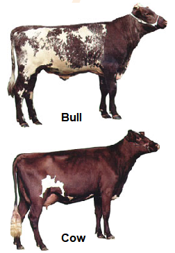 Milking Shorthorn