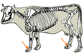 Pastern joint diagram