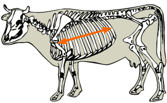 Ribs diagram