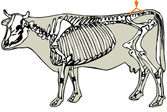 Sacral Vertebrae diagram
