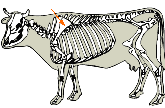 Scapula diagram