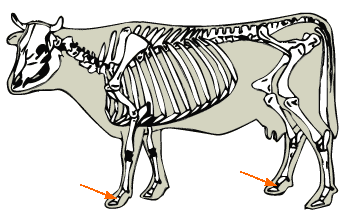 Second phalanx diagram