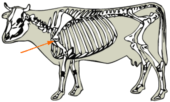 Shoulder joint diagram