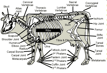 Dairy cow skeleton with parts labeled