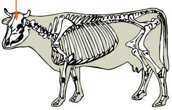 Skull diagram