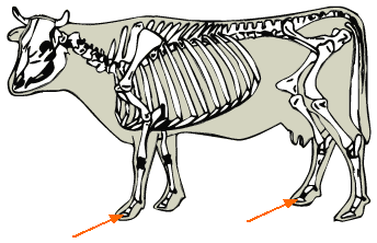Third Phalanx diagram