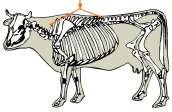 Thoracic Vertebrae diagram