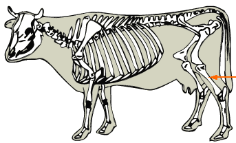 Tibia & Fibula diagram