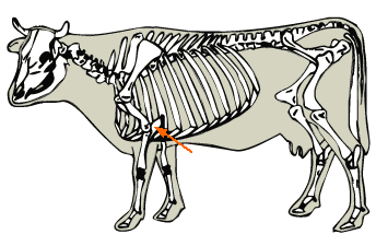 Ulna diagram