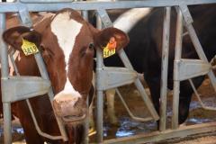Cow