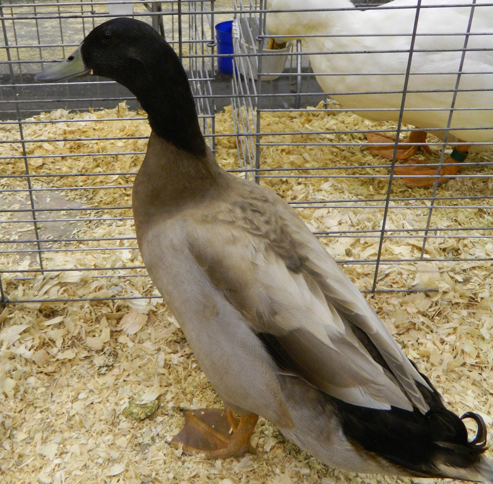 Mallard duck