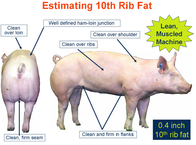 Estimating 10th Rib Fat Lean Muscled Machine