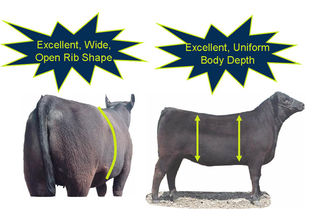 Evaluating capacity excellent rib shape body depth