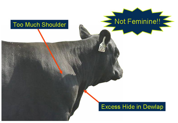 Evaluating Femininity not feminine